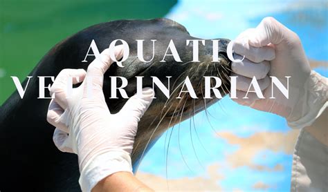 aquatic vet near me|aquatic veterinary services.